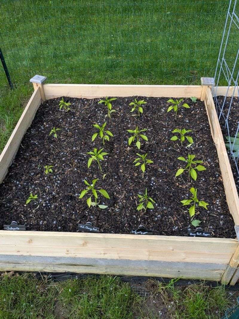 Growth Slows Or Looks Stunted
