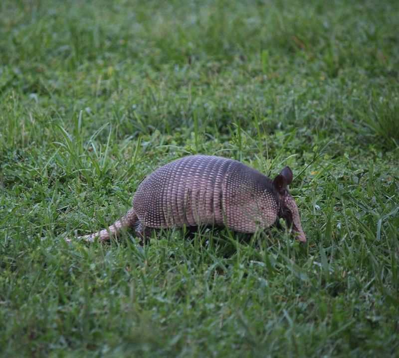 Grubs And Insects Make The Damage Worse