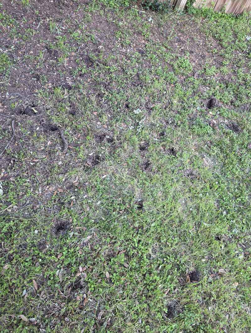 Grubs Hide Under The Lawn Grubs Hide Under The Lawn