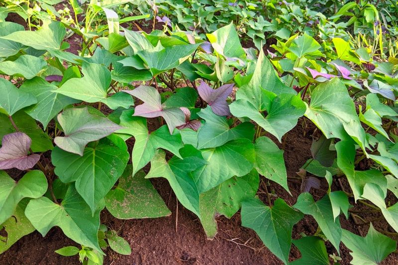 Guide Vines Back Into The Bed
