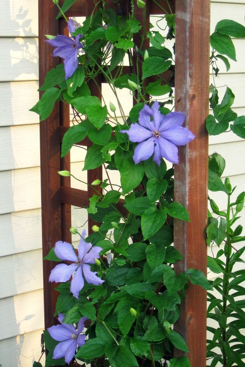Guide Young Stems Toward A Trellis Or Arbor Guide Young Stems Toward A Trellis Or Arbor