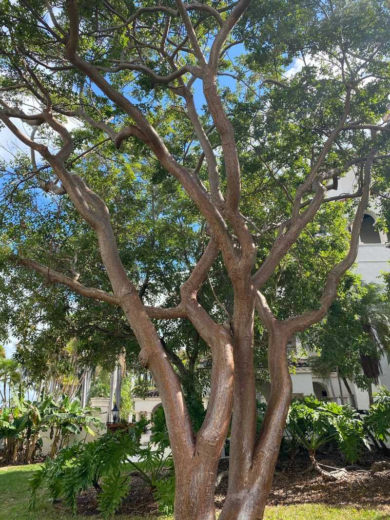 Gumbo Limbo Handles Wind In Warm South Florida Gardens