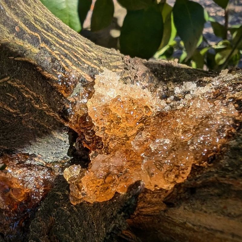 Gumming Near The Trunk Can Signal Phytophthora Trouble