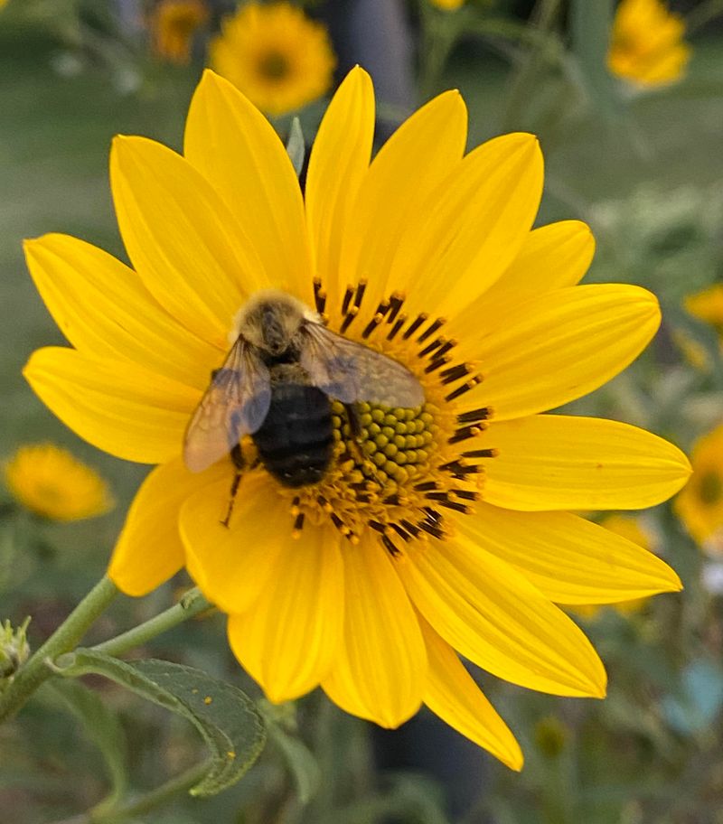 Gumweed