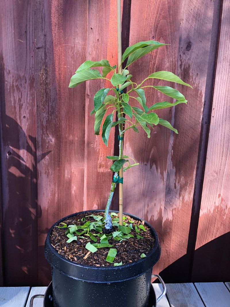 Gwen Works For Bigger Patio Containers