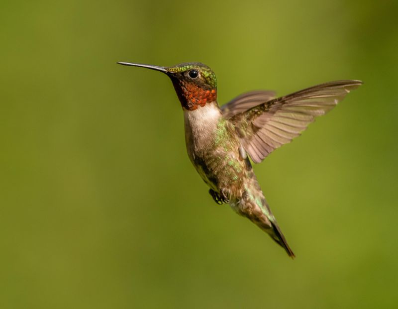 Habitat Changes Leave Fewer Resting Areas Habitat Changes Leave Fewer Resting Areas