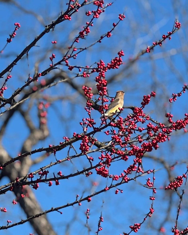 Hackberry Hackberry