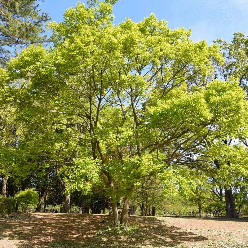 Hackberry 
