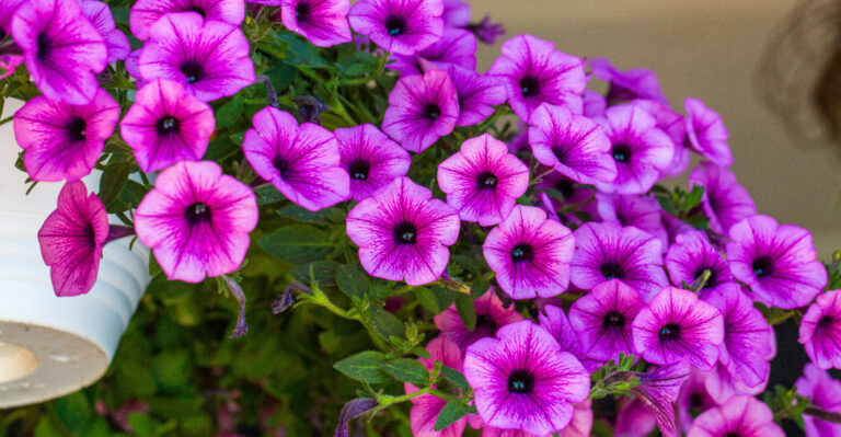 Hacks To Get Your Oregon Petunias Blooming Like Crazy Before Summer’s Over