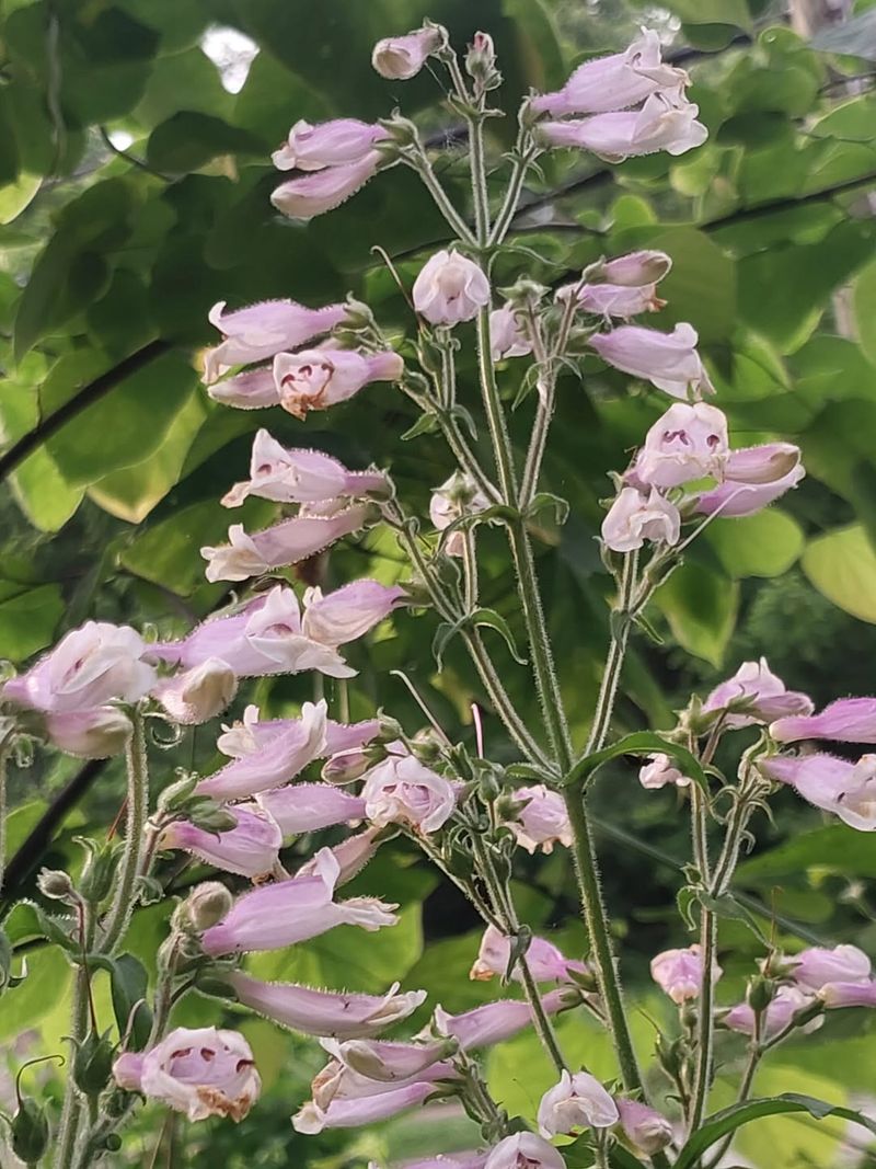 Hairy Beardtongue