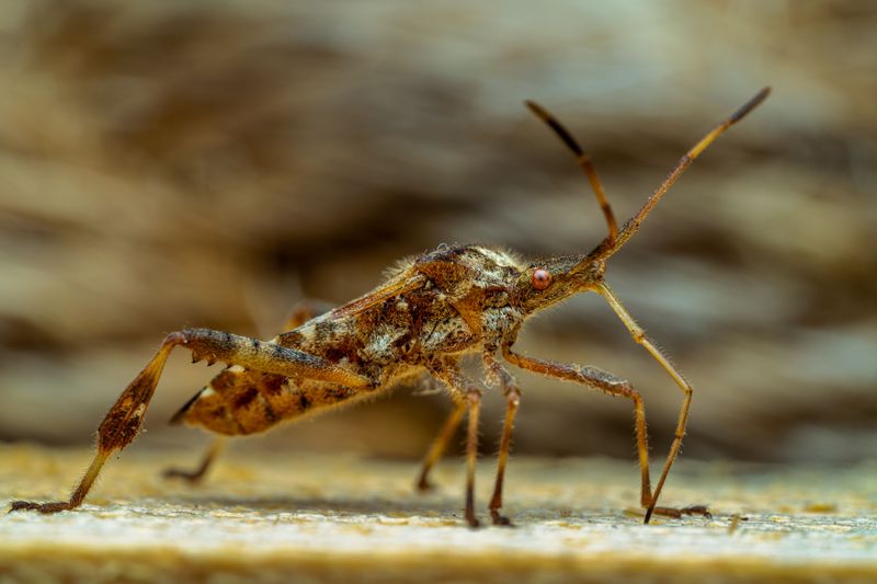 Hairy Chinch Bugs