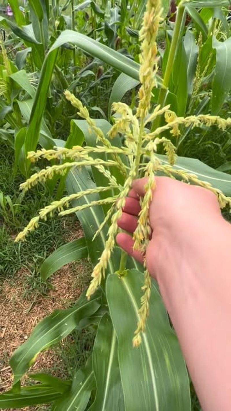 Hand Assist Small Patches If Pollination Looks Weak Hand Assist Small Patches If Pollination Looks Weak