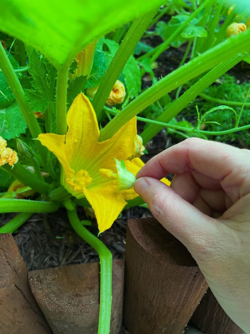 Hand-Pollinate Flowers If Necessary Hand-Pollinate Flowers If Necessary