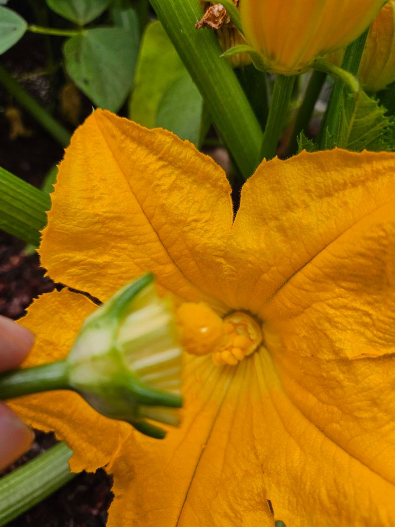 Hand-Pollinate When Bee Activity Is Low