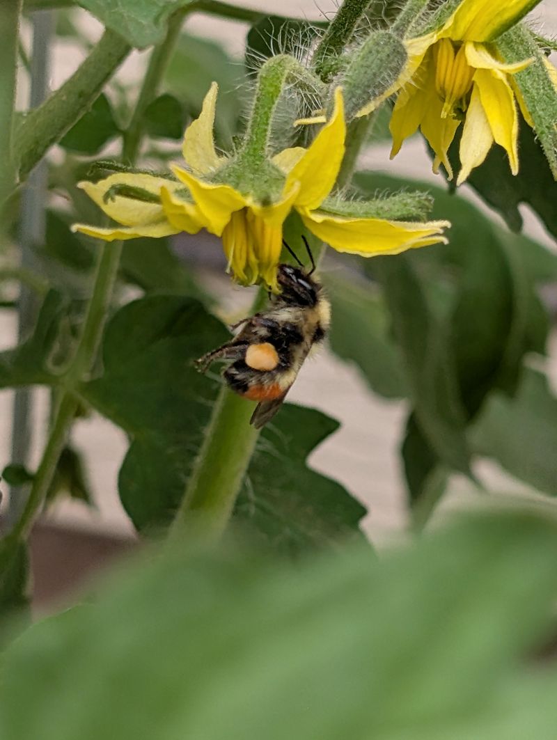 Hand-Pollinating Boosts Fruit Set
