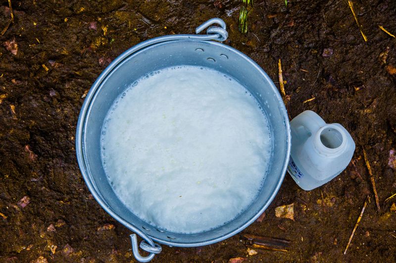 Handpick Beetles Into Soapy Water, Mornings Work Best Handpick Beetles Into Soapy Water, Mornings Work Best