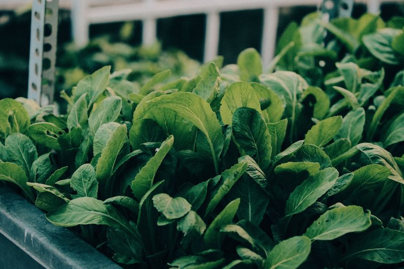 Hang 30 To 40% Shade Cloth Over Lettuce, Spinach, And Brassicas