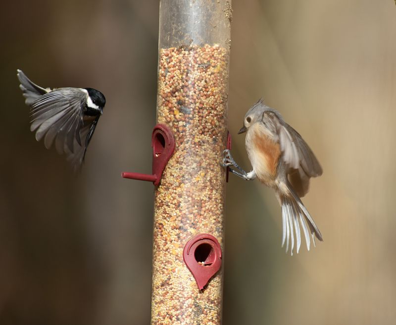 Hang The Right Feeders For Virginia Bird Species