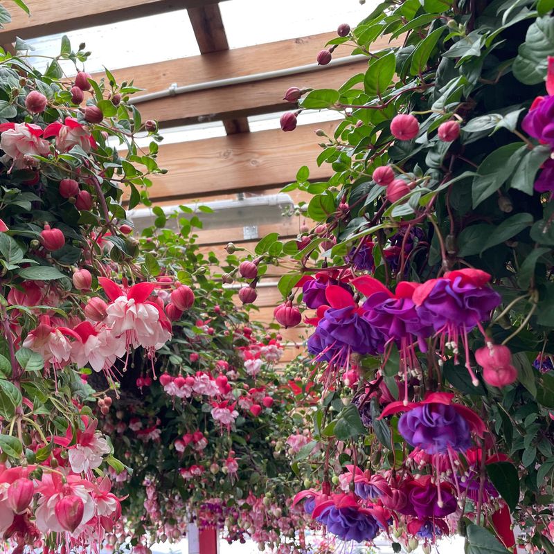 Hanging Baskets Make Small Patios Feel High End