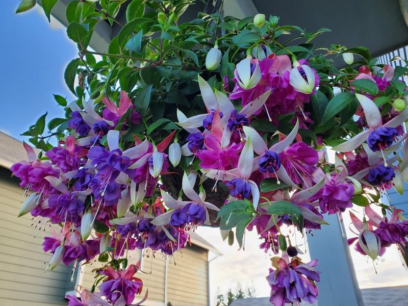 Hanging Fuchsias