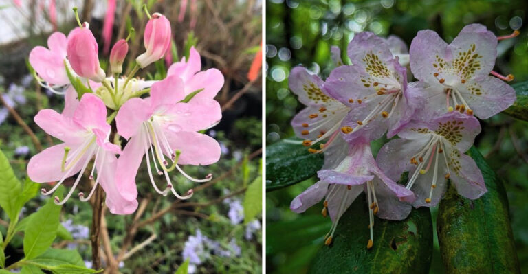 Hard To Find Native North Carolina Shrubs That Are Worth Every Bit Of The Hunt