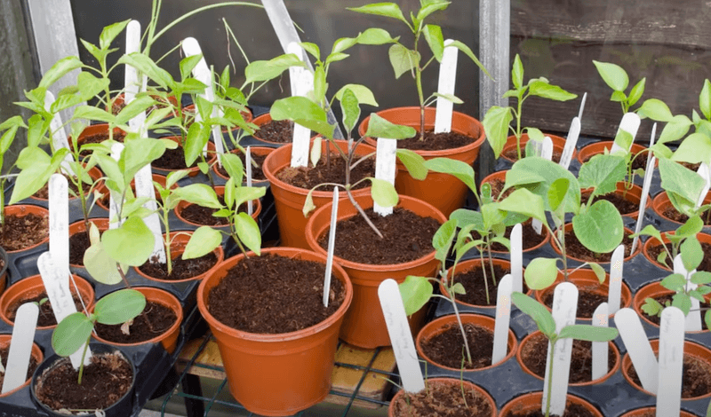 Harden Off Seedlings Before Planting Outside Harden Off Seedlings Before Planting Outside