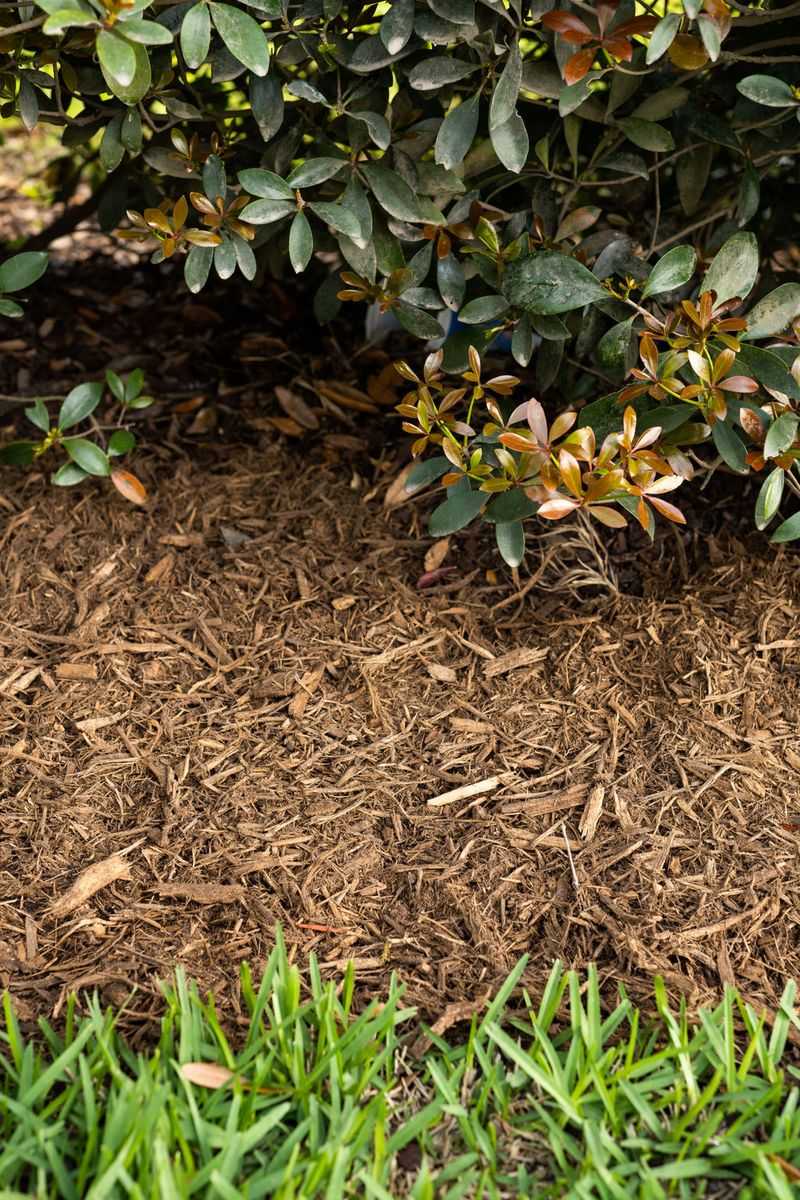 Hardwood Mulch Can Harbor Insects Beneath The Surface Hardwood Mulch Can Harbor Insects Beneath The Surface