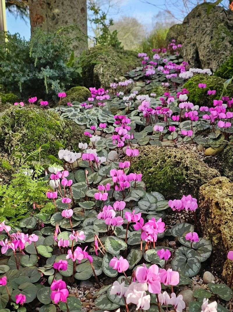 Hardy Cyclamen Naturalizes Under Trees And Shrubs