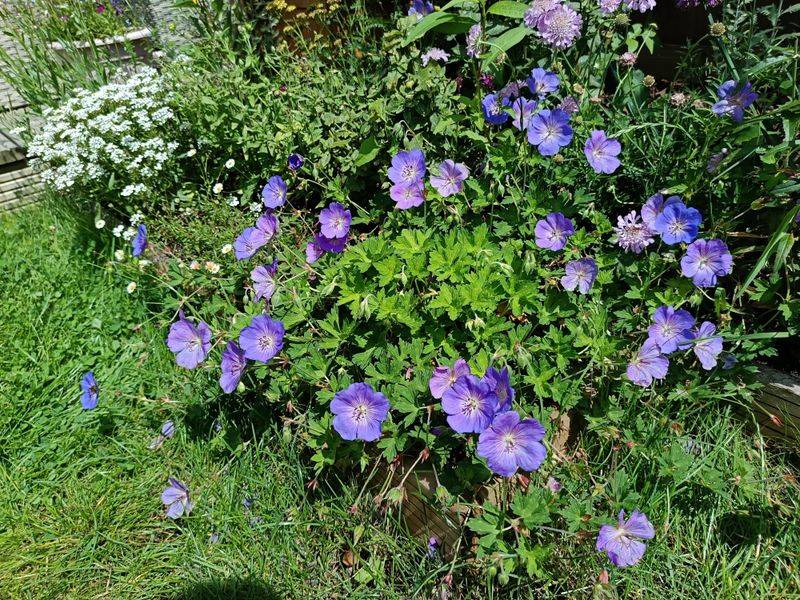 Hardy Geranium Covers Bare Soil Without Looking Messy Hardy Geranium Covers Bare Soil Without Looking Messy