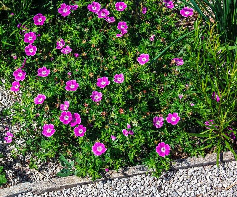 Hardy Geranium Fills Gaps Along Path Edges