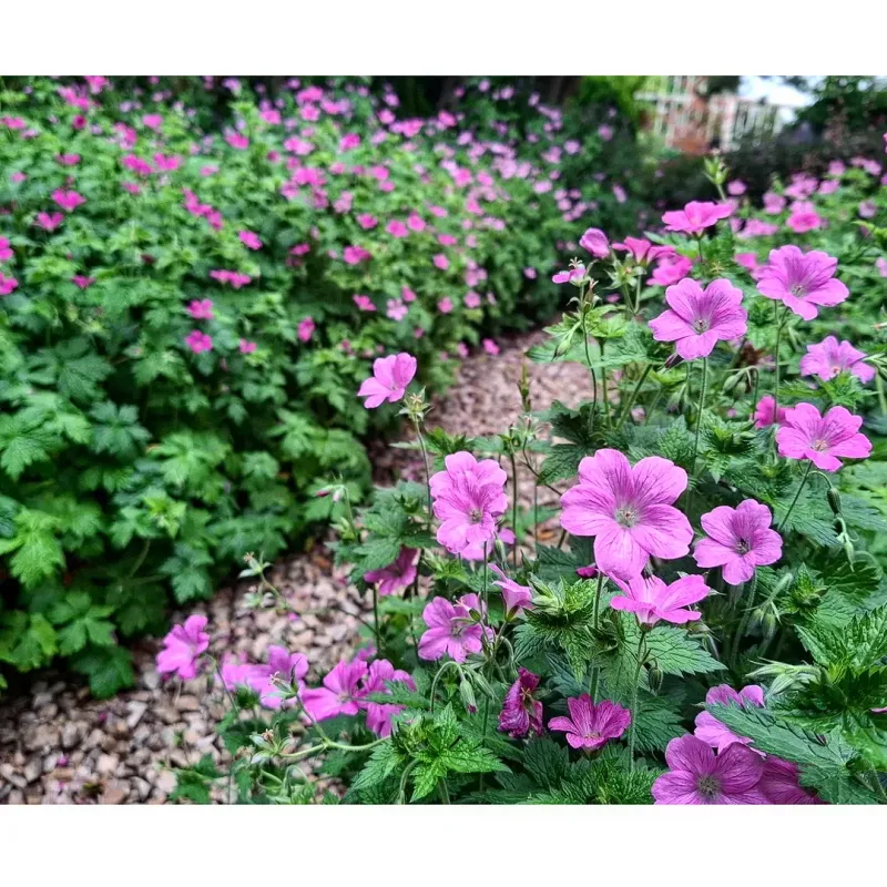 Hardy Geranium Looks Cleaner After A Midseason Cutback Hardy Geranium Looks Cleaner After A Midseason Cutback