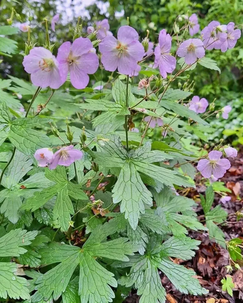 Hardy Geranium (Pink Forms) Hardy Geranium (Pink Forms)