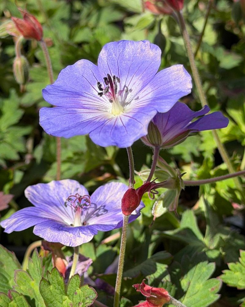 Hardy Geranium Softens Bare Edges Quickly Hardy Geranium Softens Bare Edges Quickly
