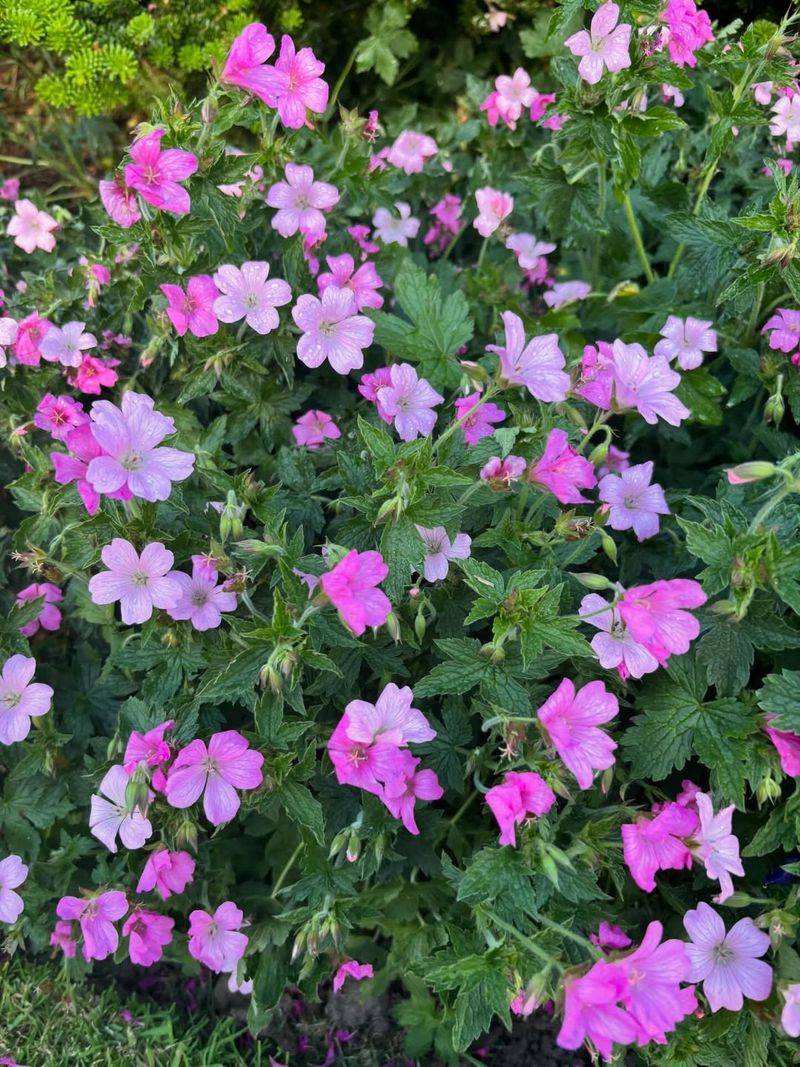 Hardy Geranium Hardy Geranium
