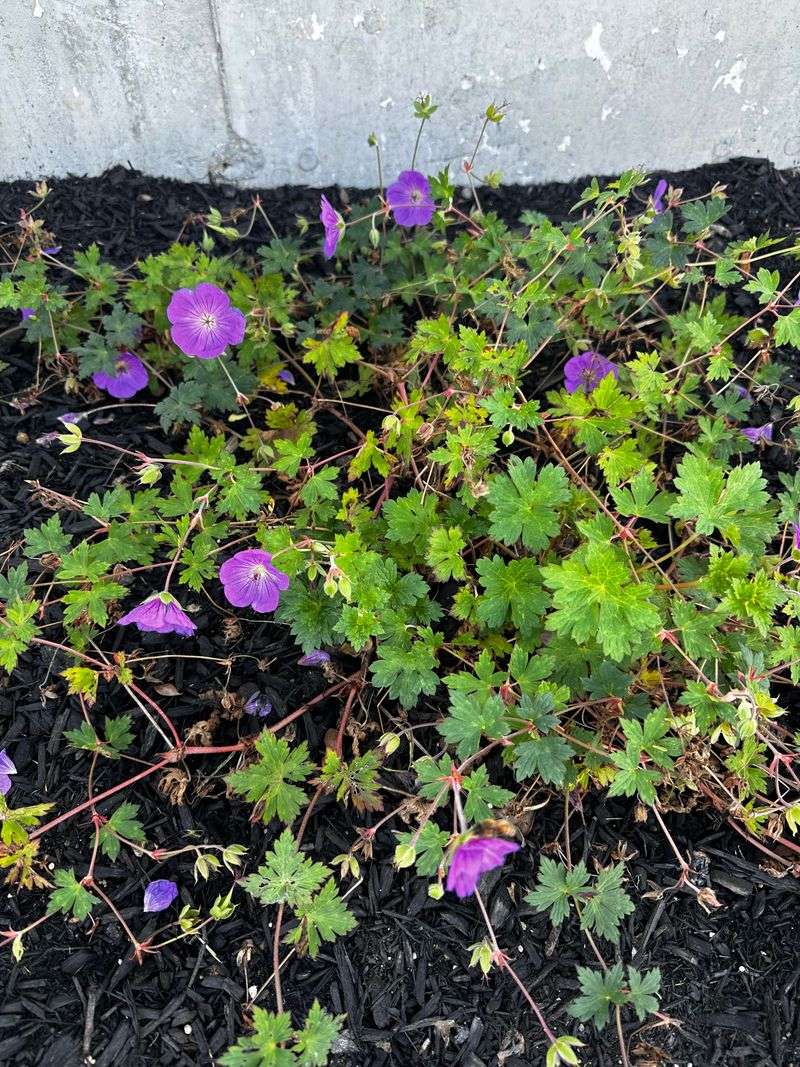 Hardy Geraniums Bounce Back After A Fresh Cut Hardy Geraniums Bounce Back After A Fresh Cut