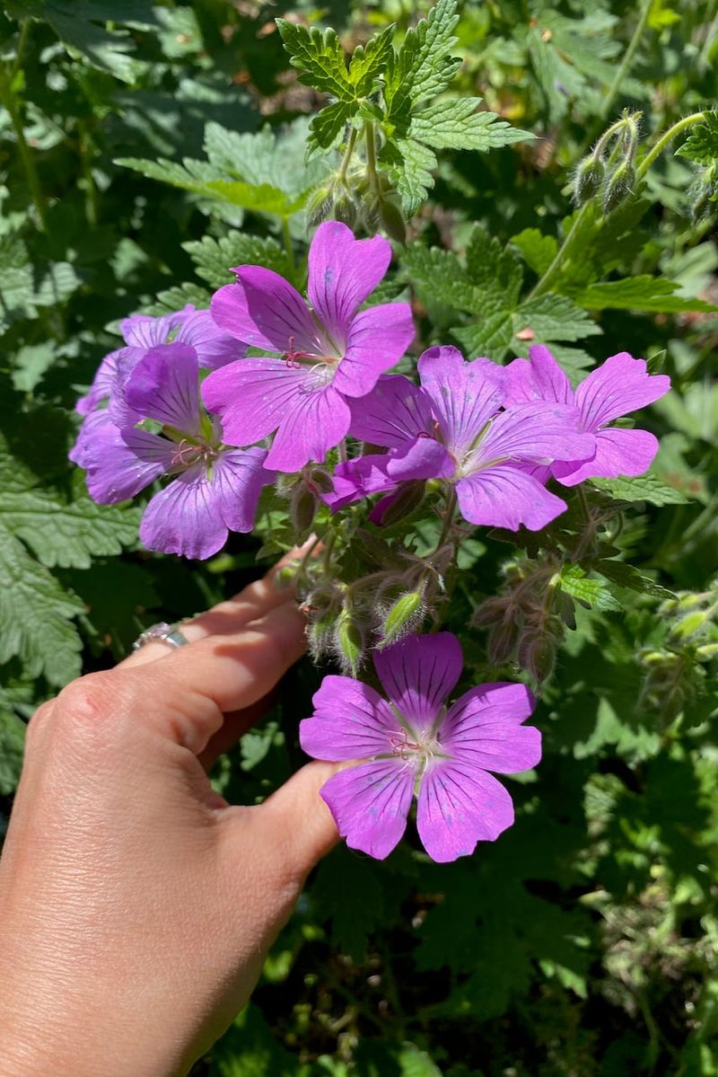 Hardy Geraniums Can Bounce Back After A Cut