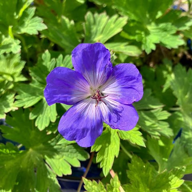 Hardy Geraniums Give Summer Color Without The Dahlia Drama