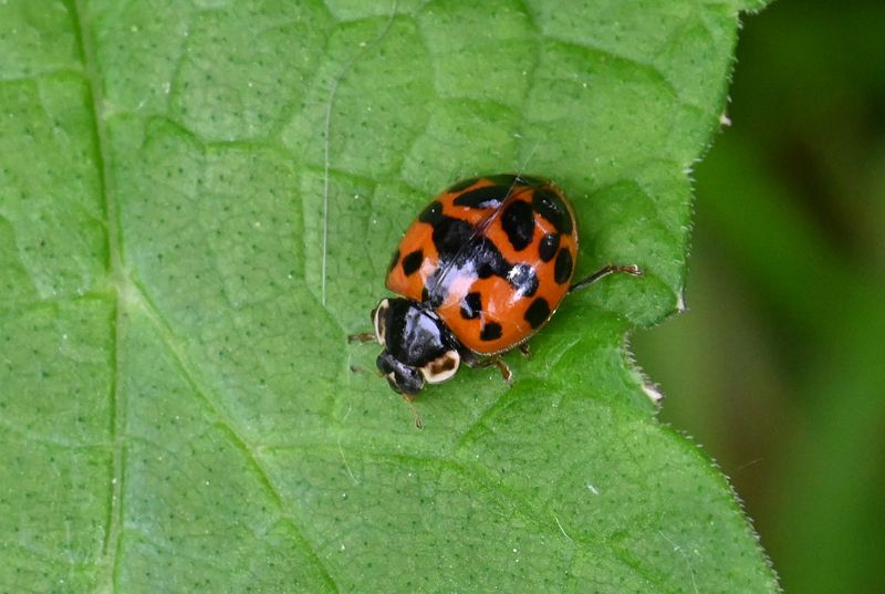 Harlequin Ladybird (Harmonia Axyridis)