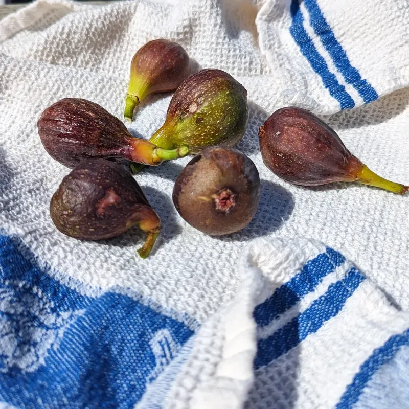 Harvest As Soon As Fruit Fully Ripens