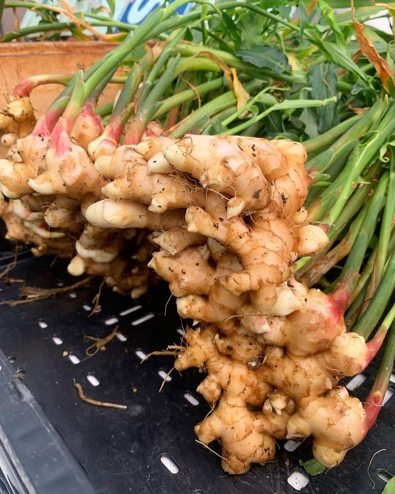 Harvest Baby Ginger Around Six Months