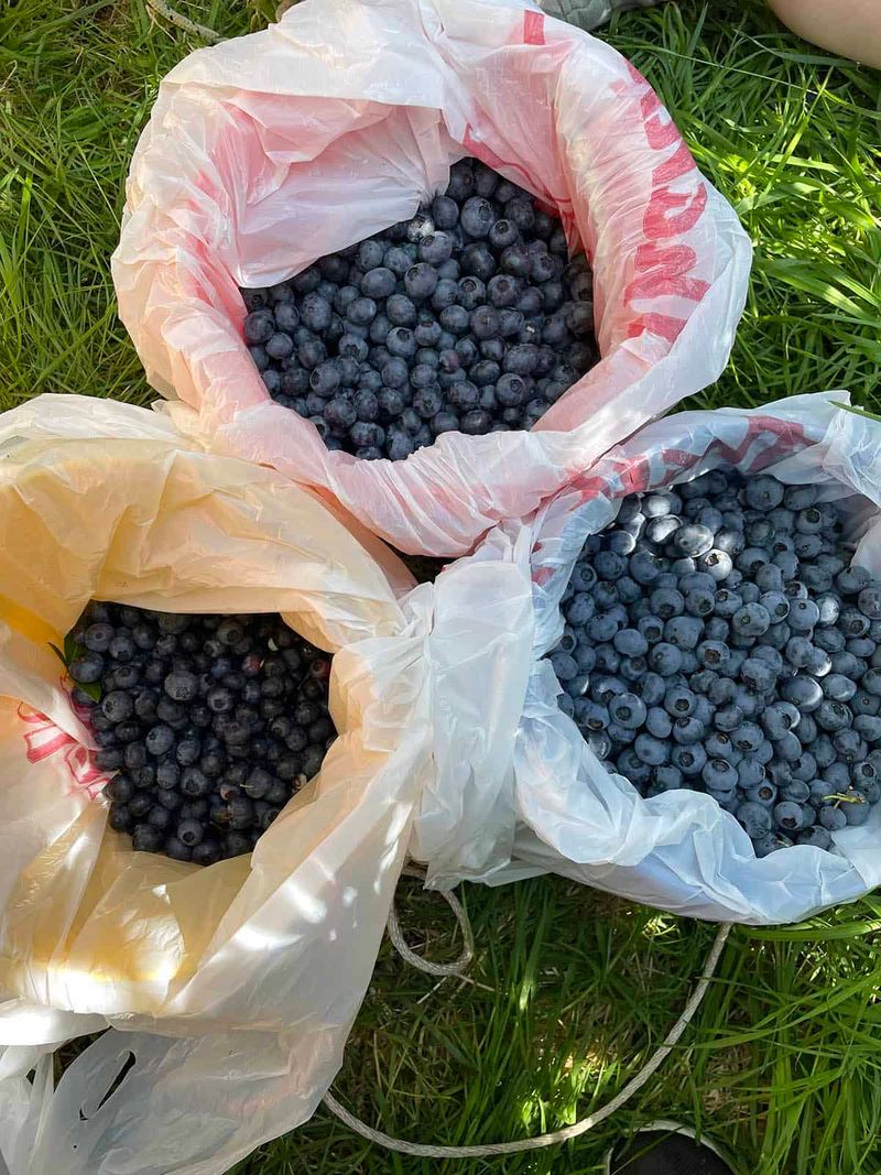 Harvest Blueberries Every Few Days During Peak Season