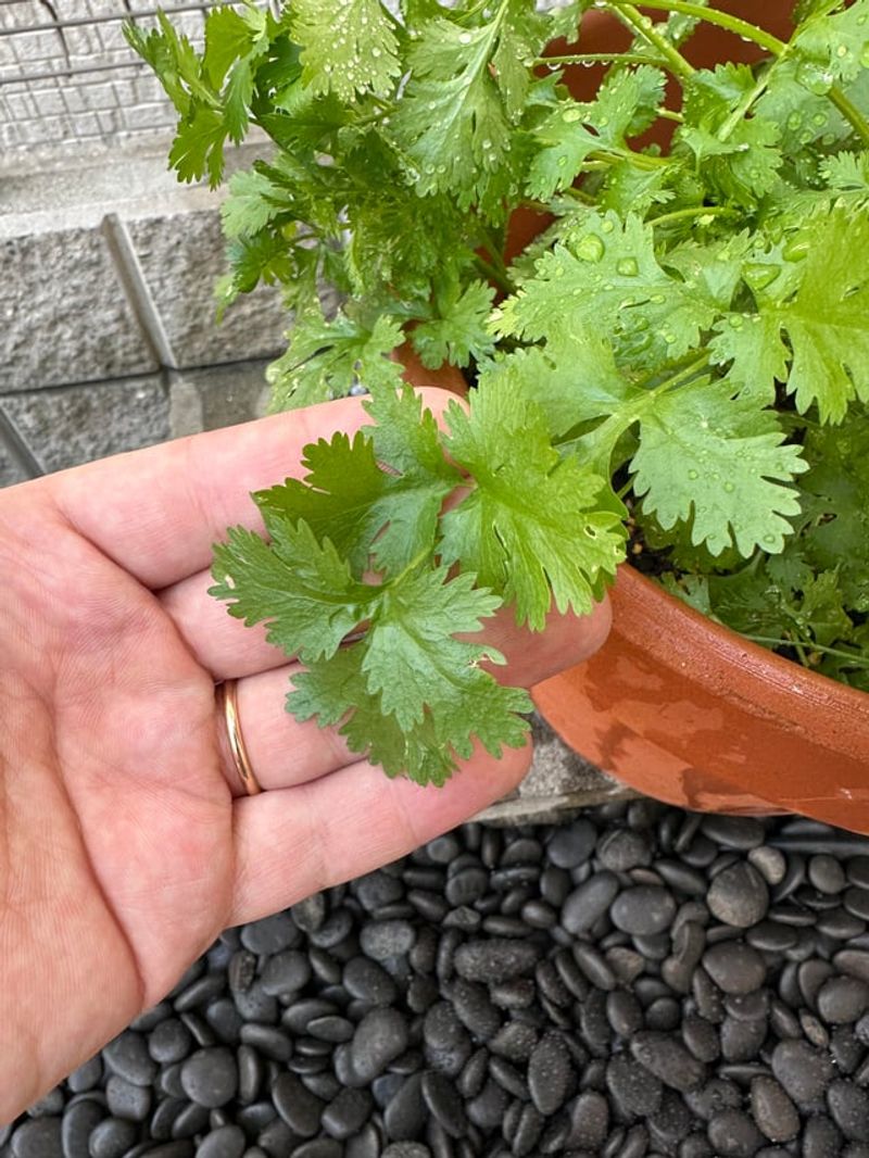 Harvest Cilantro Before It Bolts Into Flowers
