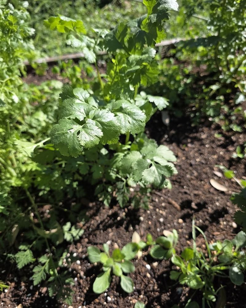 Harvest Cilantro Leaves Before Flowers Take Over
