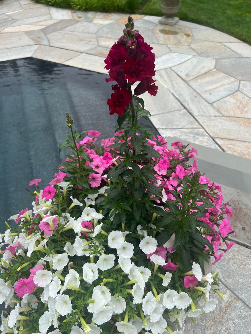 Harvest Color Before Summer Wins