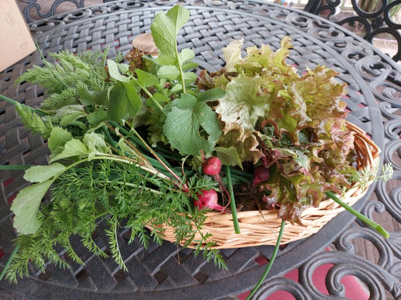 Harvest Cool-Season Crops Before They Bolt Harvest Cool-Season Crops Before They Bolt