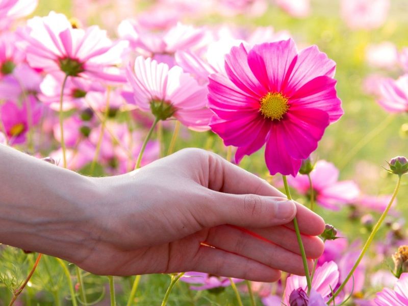 Harvest Cosmos Often For Airy Late-Summer Stems