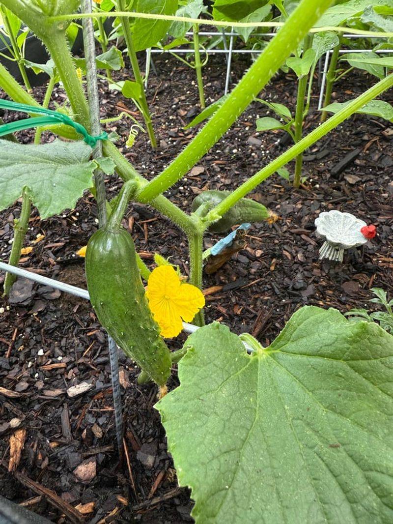 Harvest Cucumbers Small For Better Crunch
