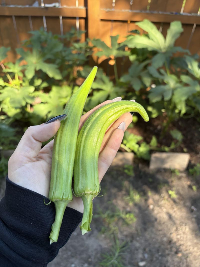 Harvest Every Few Days