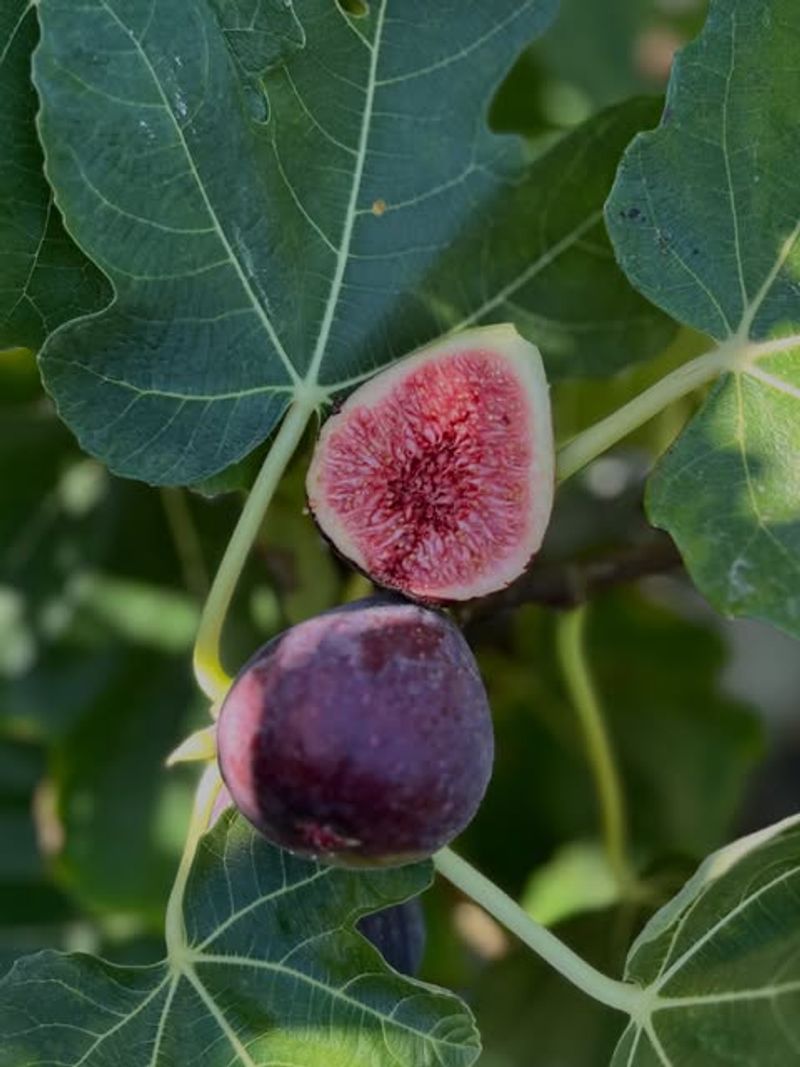 Harvest Fresh Figs During The Hottest Weeks Of Summer