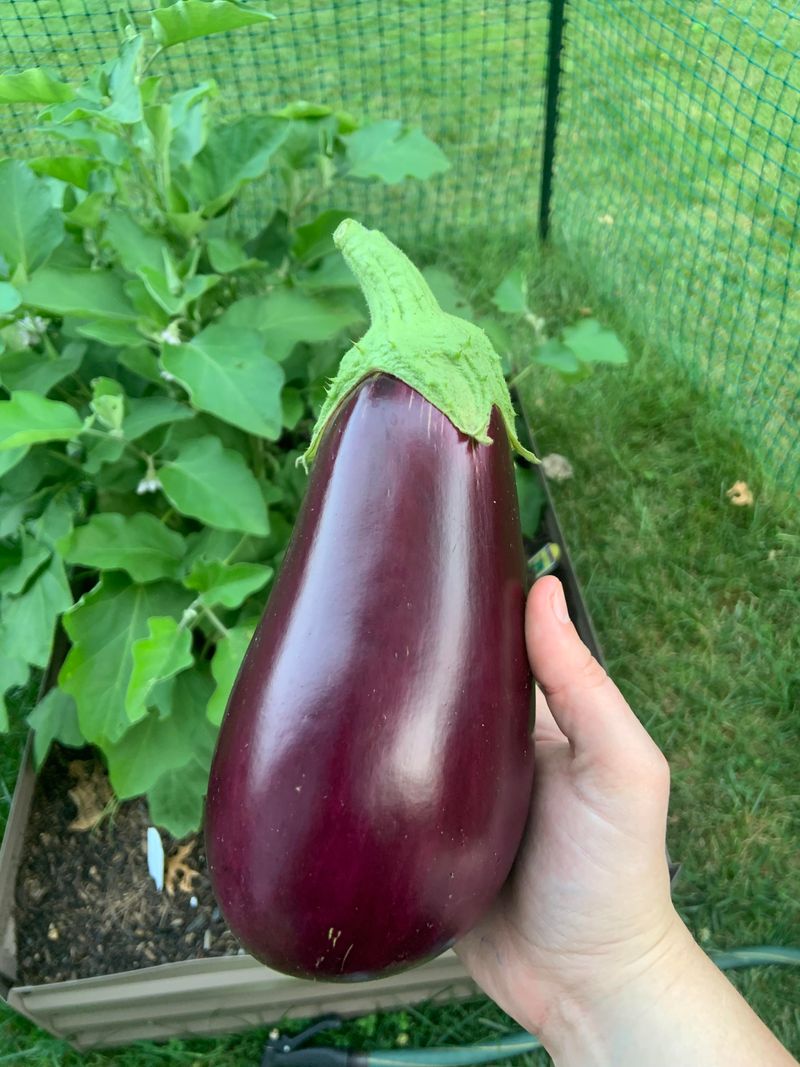 Harvest Glossy Fruit While It Is Still Tender Harvest Glossy Fruit While It Is Still Tender